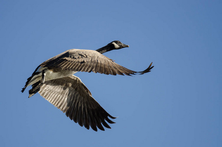 在蓝色的天空中飞翔的孤独加拿大鹅照片