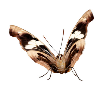 一个女性希腊鞋匠蝴蝶半开放的翅膀是孤立的白色