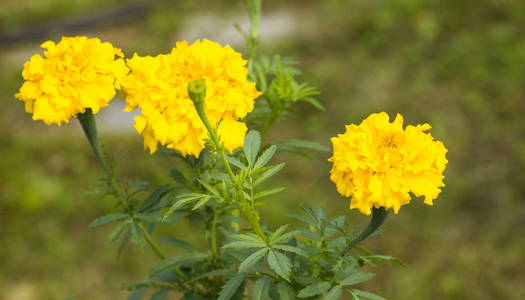 Tagete 花园花, 黄芽特写模糊背景