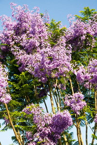 丁香花对着天空