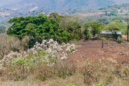 保护区景观 Miraflor, 尼加拉瓜