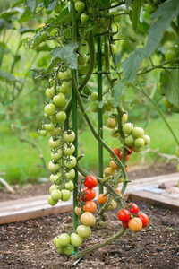 在田间逐渐成熟的西红柿