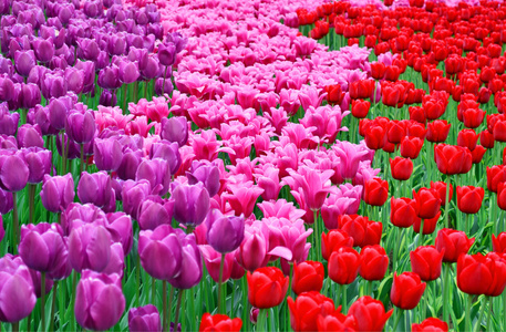闪亮的美丽的红色，粉红色和紫色郁金香领域