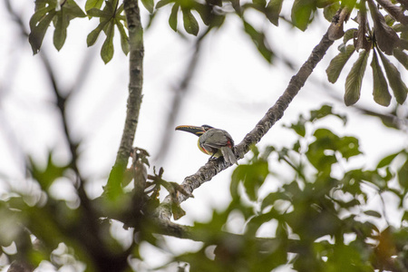 巴西中部戈亚斯州 Chapada dos Veadeiros 树上的板栗耳 Aracari