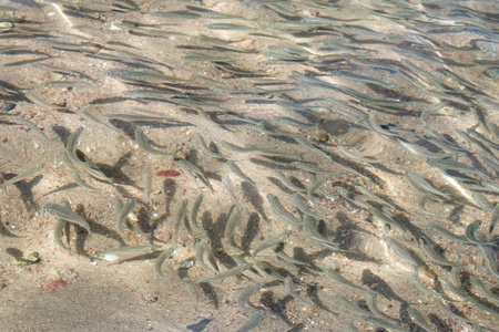 浅海鱼, 顶级景观