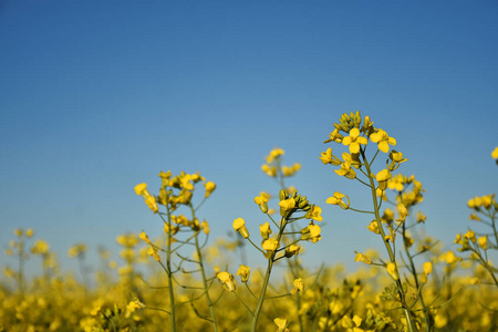 灿烂的黄色油菜植物在阳光明媚的日子里盛开的图像
