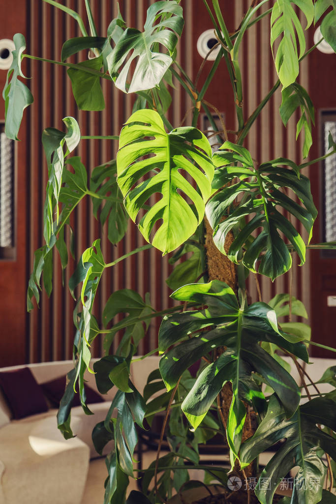 龟背竹植物的叶子