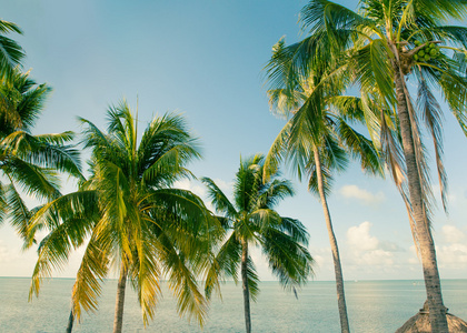 热带棕榈树海洋