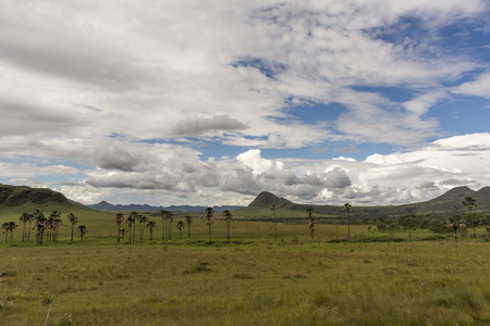 美丽的塞拉多植被景观与 Buriti 棕榈树在 Maytrea 花园, Chapada dos Veadeiros, 戈亚斯州