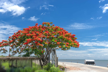 红色皇家 poinciana 花盛开沿路边信号的夏天已经到来。这是越南农村的一种装饰树种。