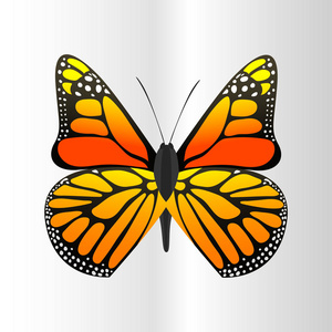 五颜六色的蝴蝶与抽象装饰图案夏天自由飞目前的轮廓和美自然春天昆虫装饰。矢量图