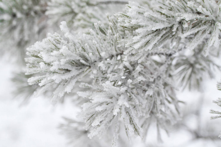 杉木树针上的积雪关闭了图片