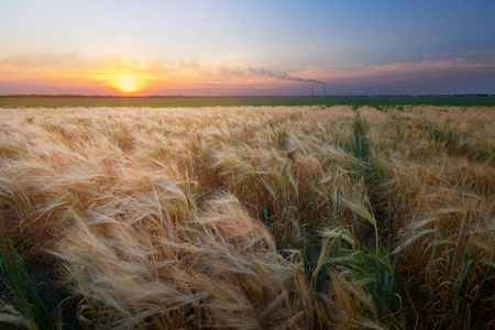 凉爽的夏日傍晚乌克兰强风农业景观领域