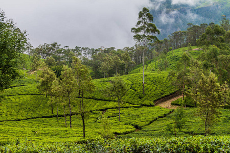 哈普特莱附近的山上的茶树种植园