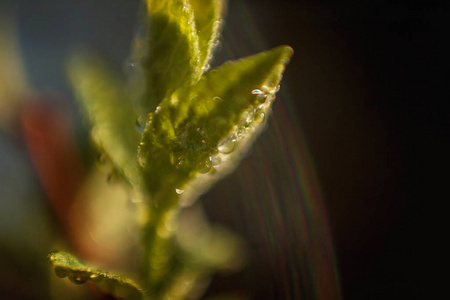 在阳光照耀下的绿叶上滴下的雨水。灵感自然花卉春天或夏季花园或公园在柔和的阳光下和模糊的散景背景。生态清新自然风光壁纸