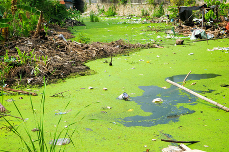 水污染的指标光波纹在池塘表面与收紧浮萍的银行用浮萍 (浮萍) 植物