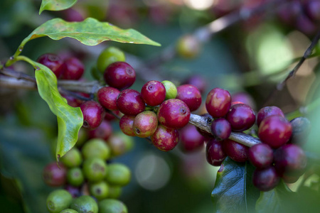 树上成熟的咖啡豆特写.巴西米纳斯吉拉斯州的状态照片