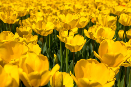 黄色郁金香盛开公园在哈萨克斯坦阿拉木图举行。春天 bac