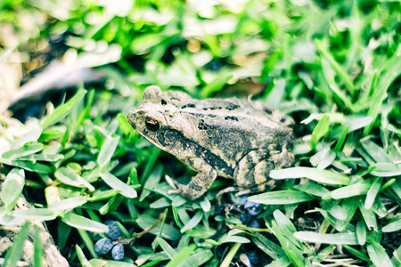 在绿草中的青蛙