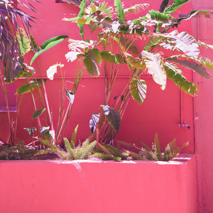 植物对粉红色的概念。粉红色墙上的金丝雀绿色背景