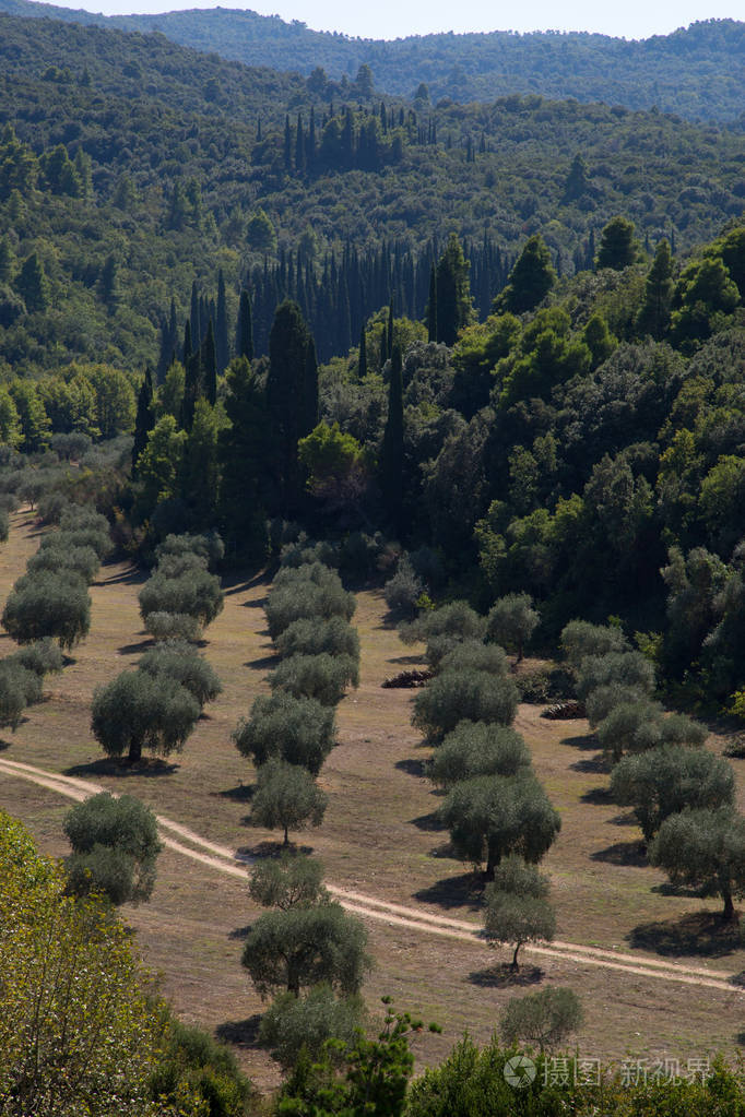 在阿托斯山上的森林树木橄榄树丛的美丽的看法, 希腊
