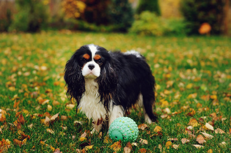 快乐骑士国王查尔斯猎犬狗玩玩具球在秋季花园