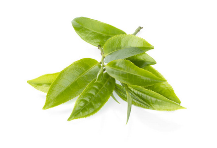 绿茶叶在白色背景上孤立图片