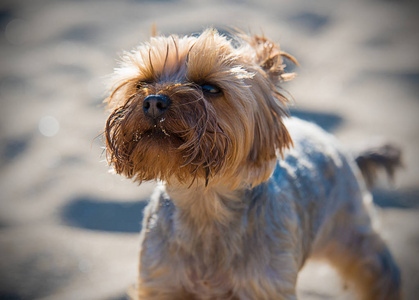 沙滩上的小约克郡猎犬