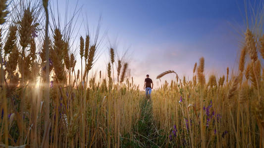 人在麦田日落或寂静的日落农业图片