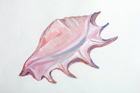 纹理画静物画海贝壳图片