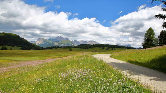 阿尔卑斯 de 休斯在 Ortisei 上面以五颜六色的花在前景和 Cir 山在背景, 瓦尔加迪纳, 白云岩, 意大利