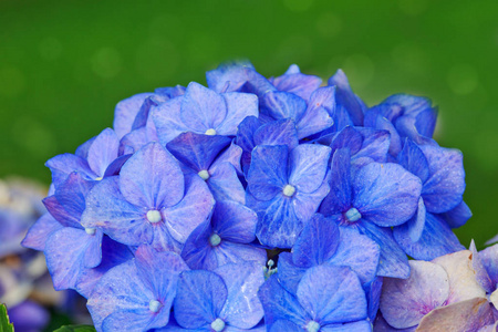 蓝色绣球花生长在花园，花香背景