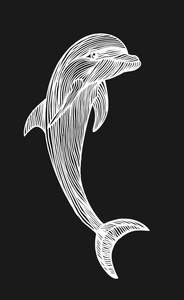 黑色背景下海豚的仿古雕刻插图