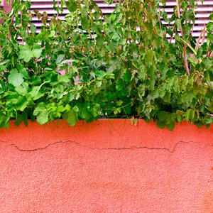 植物对粉红色的时尚概念。热带植物在粉红色墙壁背景