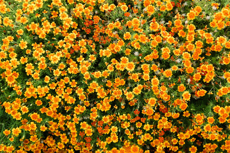 橙花金盏花山水夏日