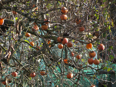 成熟的柿果仍然在树上