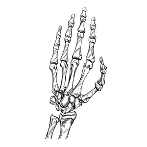手绘风格的骨骼在白色背景下被隔离照片