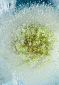 冰冻植物群抽象宏观自然背景与野生韭菜花序冻成块冰