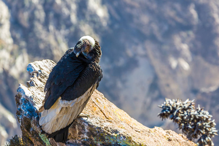 在 colca 峡谷坐，秘鲁，南美洲的秃鹰。这是地球上最大飞的鸟秃鹰