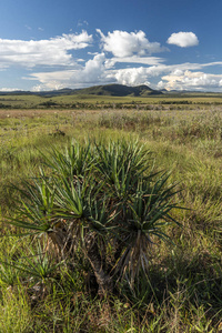 巴西中部戈亚斯州 Chapada dos Veadeiros 的美丽塞拉多景观和植被