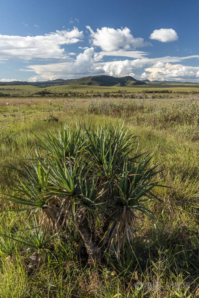 巴西中部戈亚斯州 chapada dos veadeiros 的美丽塞拉多景观和植被