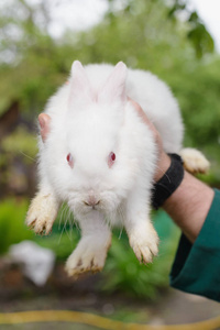 白色小兔子在手