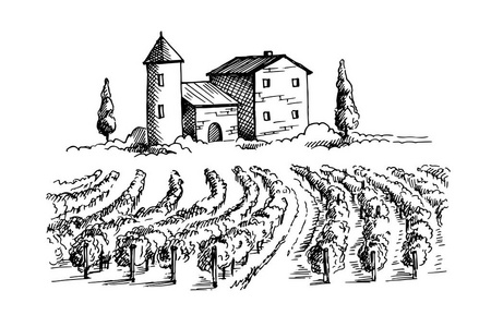 一排排的葡萄园葡萄植物和房子