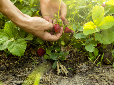 人手采摘浆果从草莓灌木生长在花园里