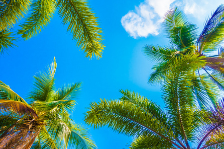 在天空上的椰子棕榈树