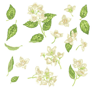 集茉莉花芽叶于一身的写实图形矢量图案