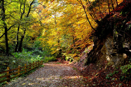 典型的景观在特兰西瓦尼亚, 罗马尼亚的森林。绿色的景观在仲夏, 在一个阳光明媚的日子。阿普塞尼山脉