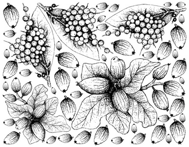 浆果果子, 插画壁纸的背景假黑胡椒或 Embelia 藨和 Peumo, 智利橡子或黄果厚水果手绘素描
