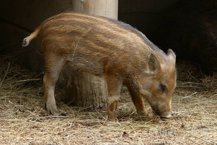 在斯洛文尼亚卢布尔雅那的动物园里住着大野猪.