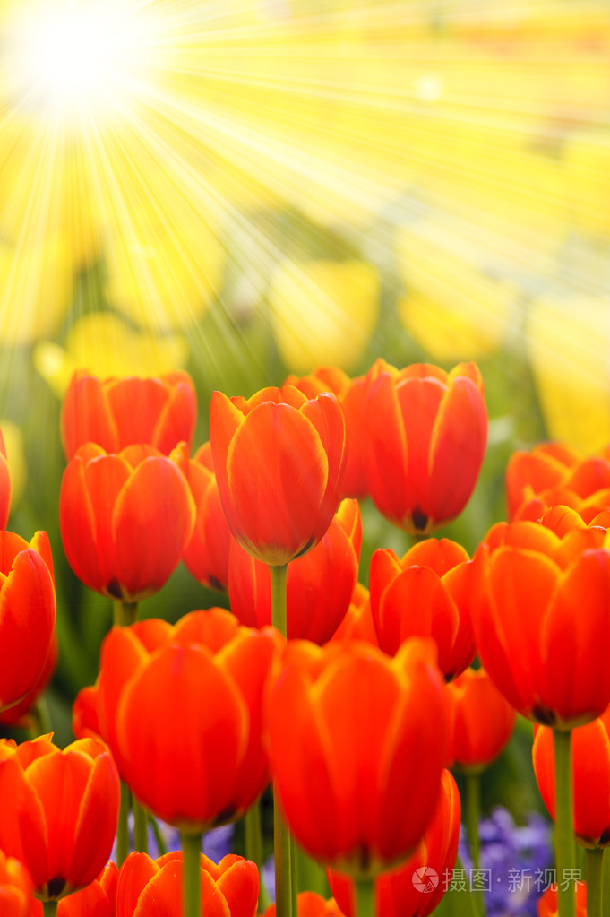 郁金香花朵与阳光